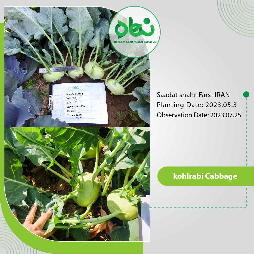 Kohlrabi Cabbage